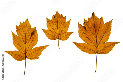 Three autumn leaves in a row