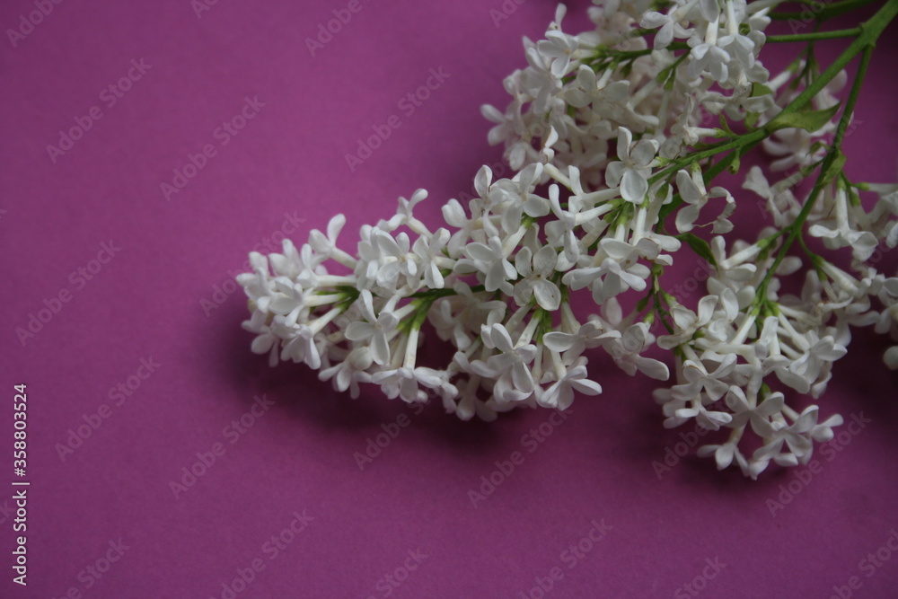 a white lilac on the pink background a white lilac on the pink background