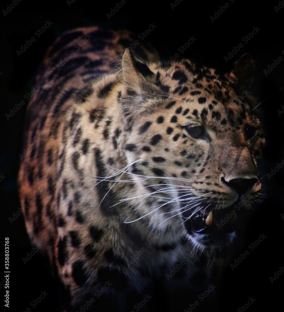 Obraz premium tiger