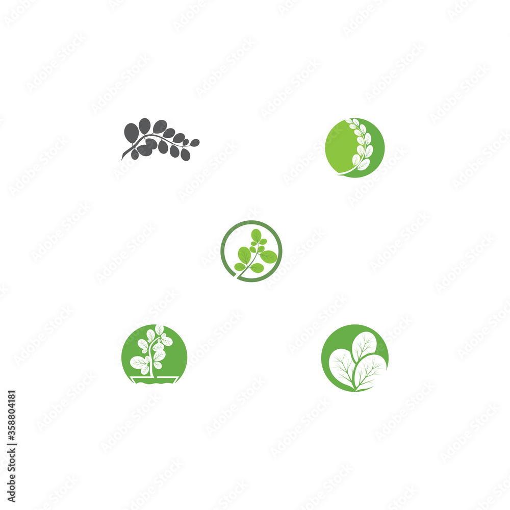 Set Moringa leaf Logo Template Set Moringa leaf Logo Template