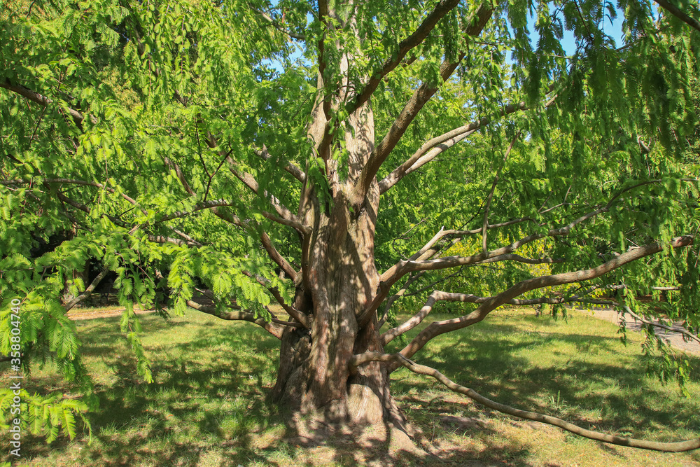 A european larch in the Botanical People's Park Berlin (Botanischer Volkspark Blankenfelde Pankow) Germany A european larch in the Botanical People's Park Berlin (Botanischer Volkspark Blankenfelde Pankow) Germany