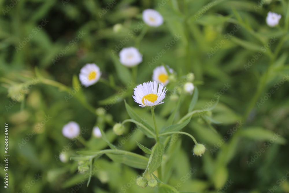 Chamomile colorful meadow flowers. Chamomile flowers view. Chamomile colorful meadow flowers. Chamomile flowers view.