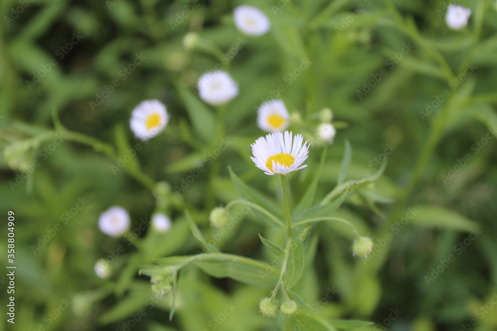Chamomile colorful meadow flowers. Chamomile flowers view. Chamomile colorful meadow flowers. Chamomile flowers view.