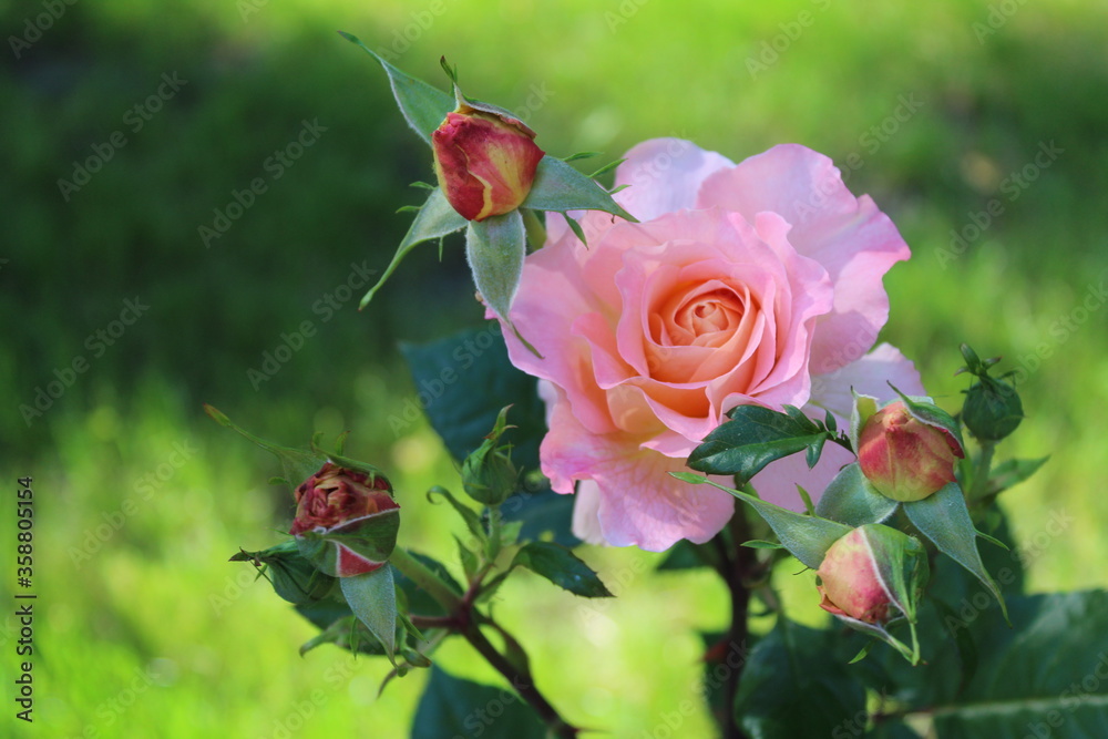 Beautiful rose flower in roses garden. Top view. Soft focus.