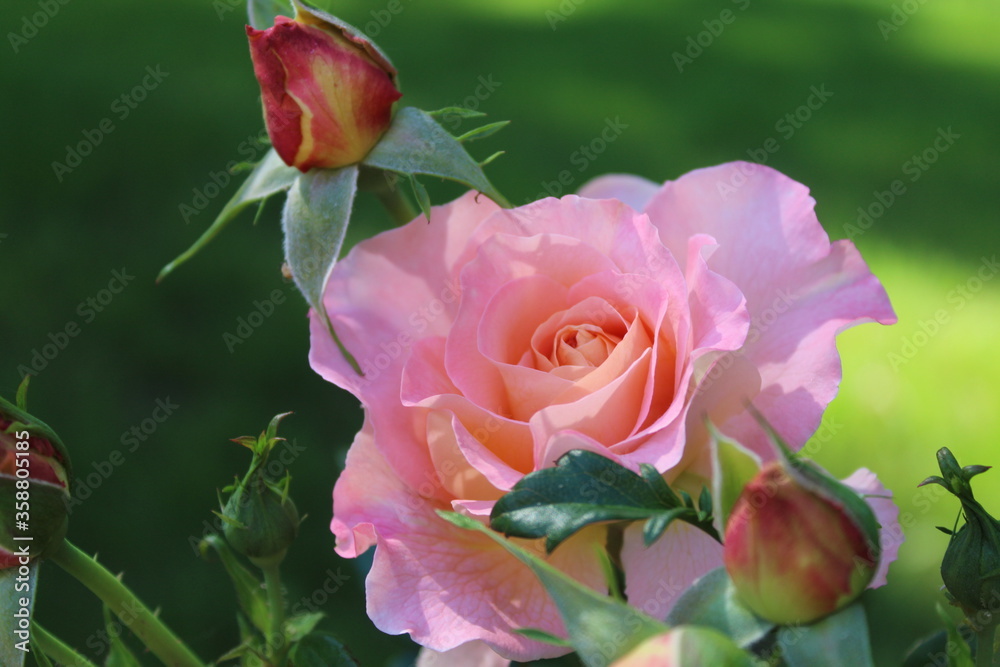 Beautiful rose flower in roses garden. Top view. Soft focus. Beautiful rose flower in roses garden. Top view. Soft focus.