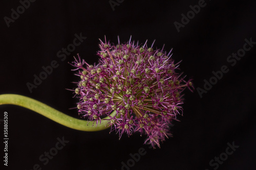 Garlic blooming on a black background