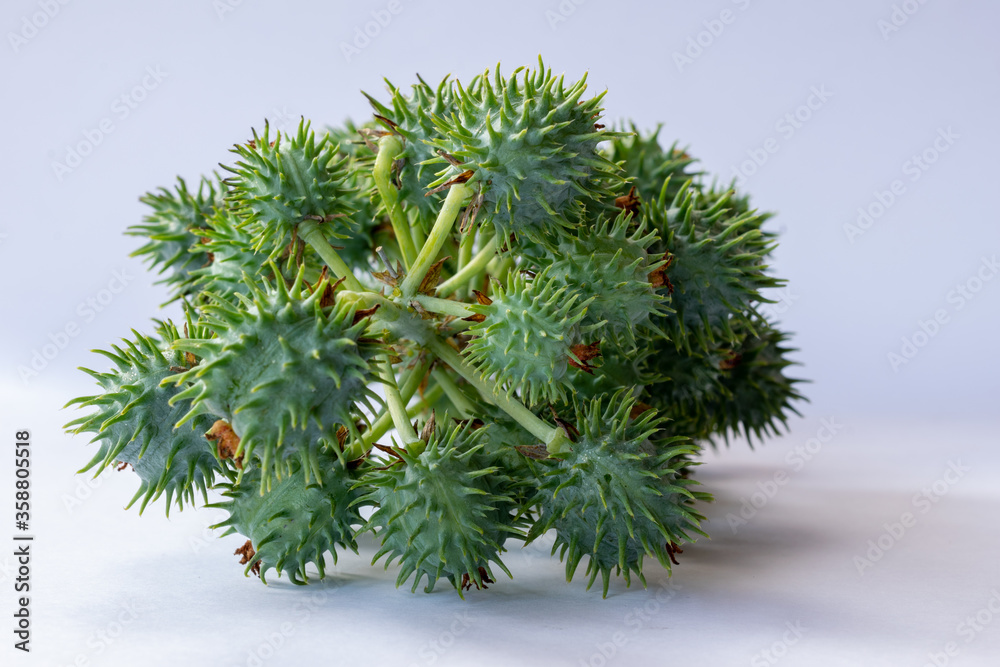Mamona. Castor beans with white background. Ricinus communis L., popularly known as castor bean. It is a plant of the Euphorbia family. Mamona. Castor beans with white background. Ricinus communis L., popularly known as castor bean. It is a plant of the Euphorbia family.