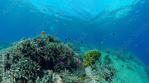 Tropical Fish Corals Marine Reef. Underwater Sea Tropical Life. Tropical underwater sea fishes. Underwater fish reef marine. Tropical colorful underwater seascape. Panglao, Bohol, Philippines.