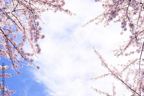 Cherry blossom in spring.