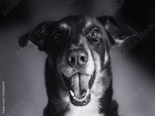 Fotografie Happy dog ​​with a surprised look in black and white - Love for pet