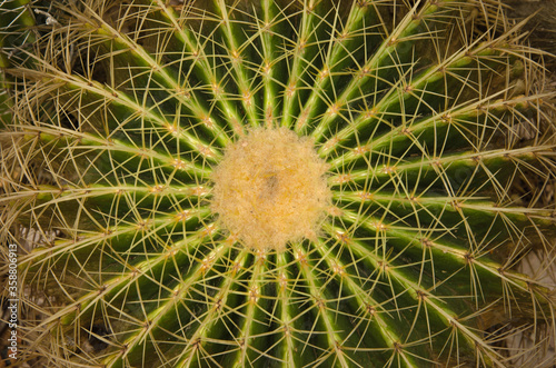 Beautiful top view of bud and thorns of cactus