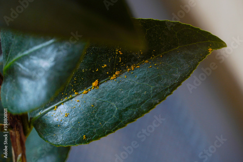 Leaves leaf texture green organic background macro layout close