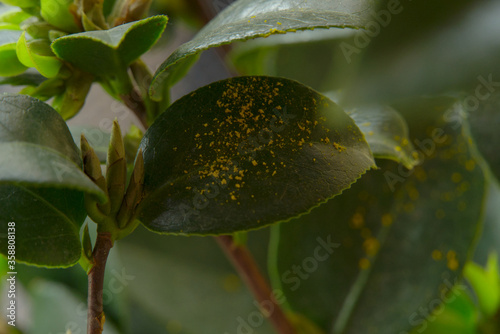 Leaves leaf texture green organic background macro layout close