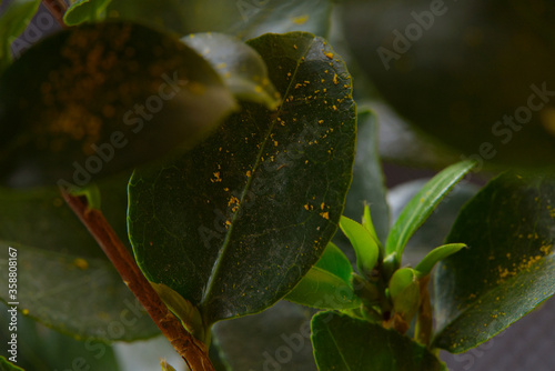 Leaves leaf texture green organic background macro layout close