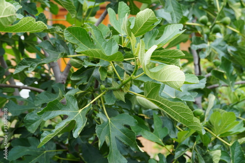 fig