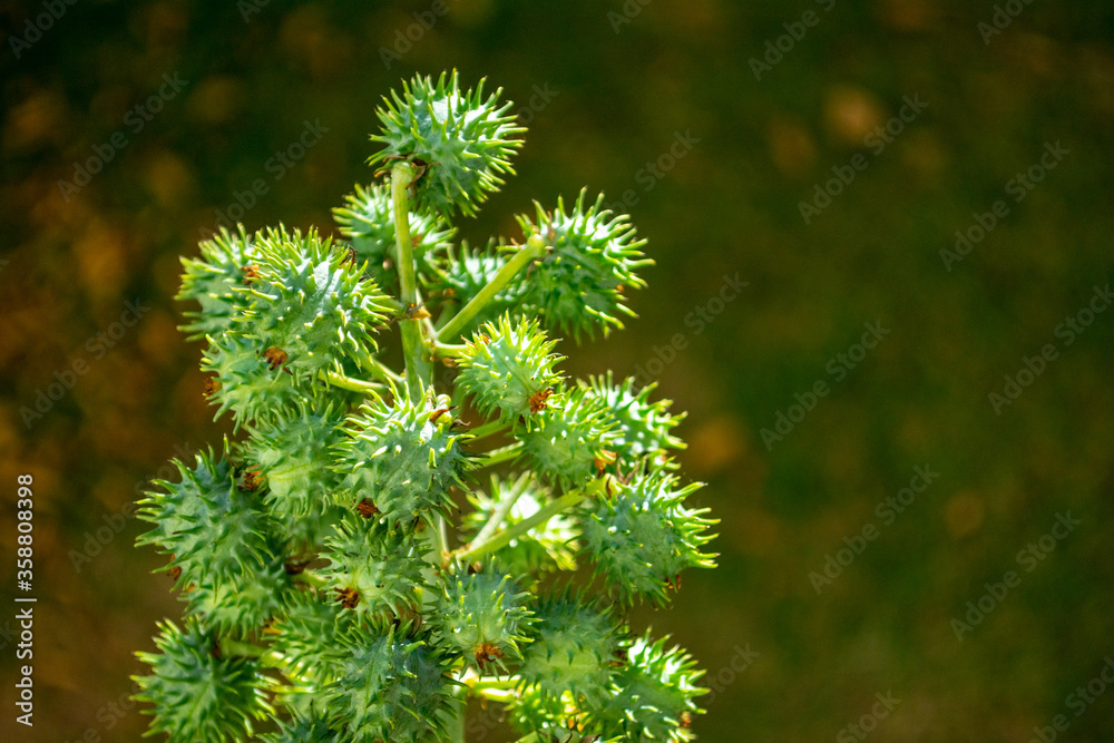 Mamona. Castor beans with blurred green background. Ricinus communis L., popularly known as castor bean. It is a plant of the Euphorbia family. Mamona. Castor beans with blurred green background. Ricinus communis L., popularly known as castor bean. It is a plant of the Euphorbia family.