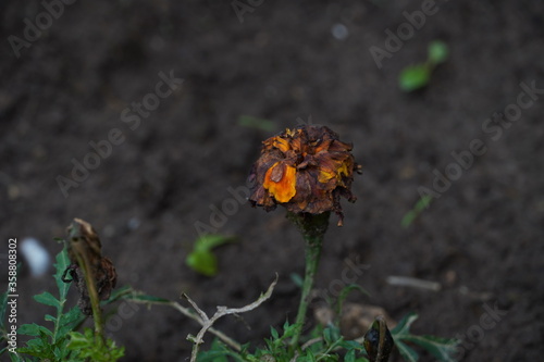Ugly nature 