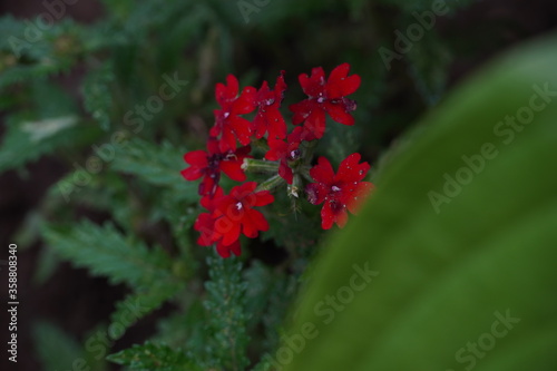 red flowers in the green garden