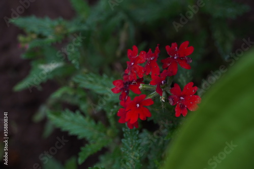 red flowers in the green garden