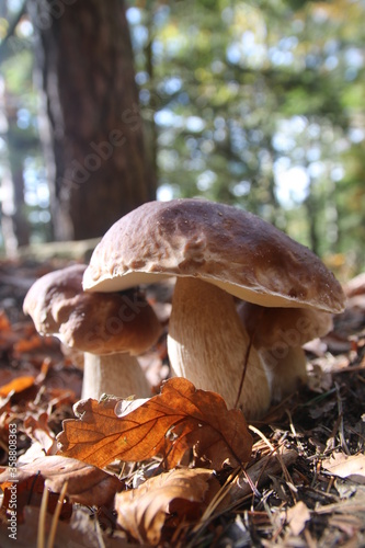 Steinpilz, Steinpilzfamilie im Wald