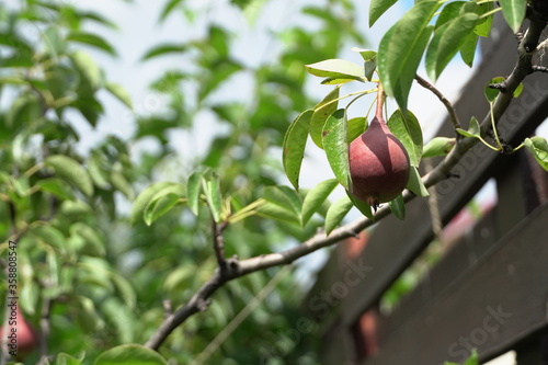  baby pears, fruits in trees
