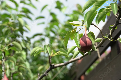 baby pears, fruits in trees