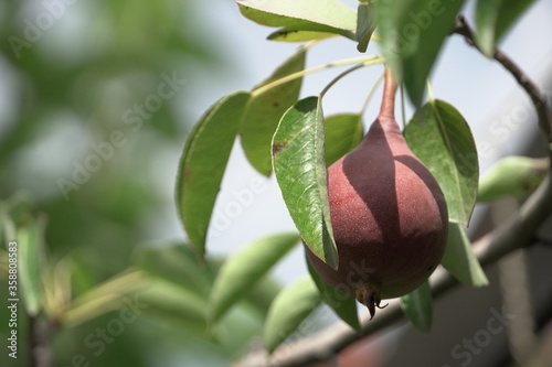 baby pears, fruits in trees