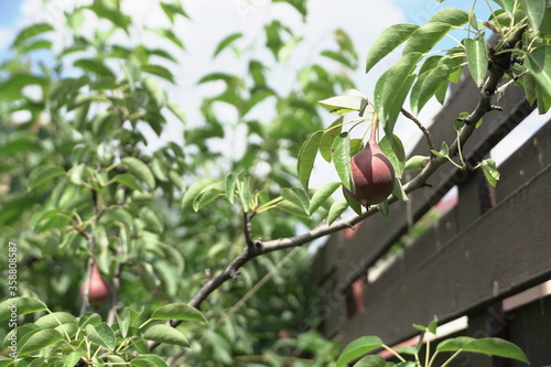 baby pears, fruits in trees