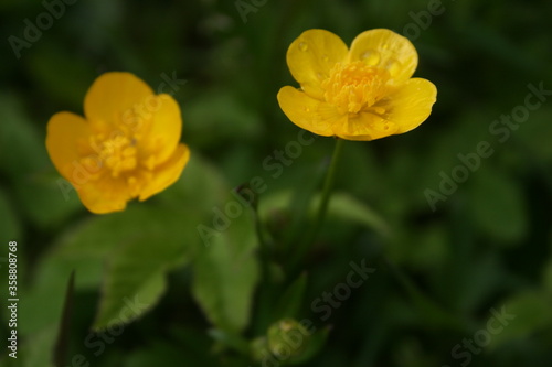 little colourful flowers in the garden