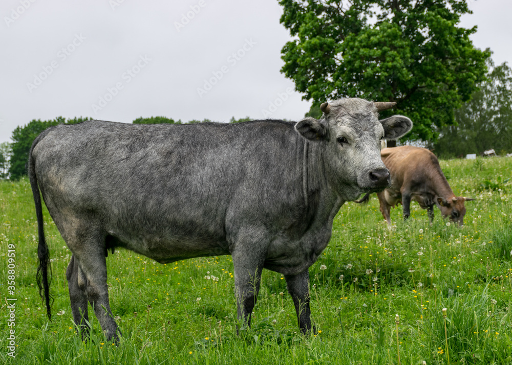 landscape with a herd of cows in a green meadow landscape with a herd of cows in a green meadow