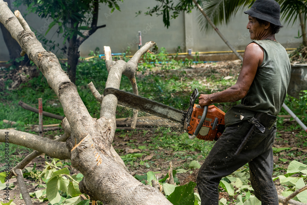 Obraz premium Portrait of arborist cutting the log by chainsaw machine with sawdust splash around. Motion blurred of sawing chainsaw