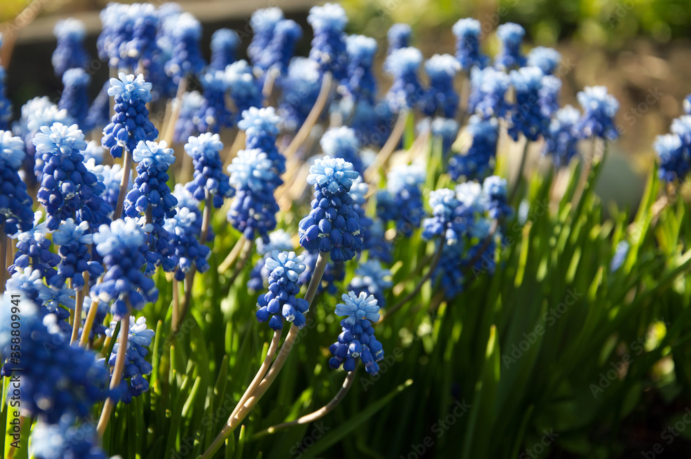 blue flowers in the garden