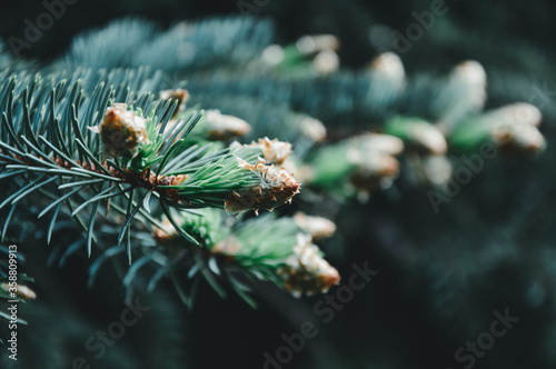 Branches of blue fir tree. Background photo