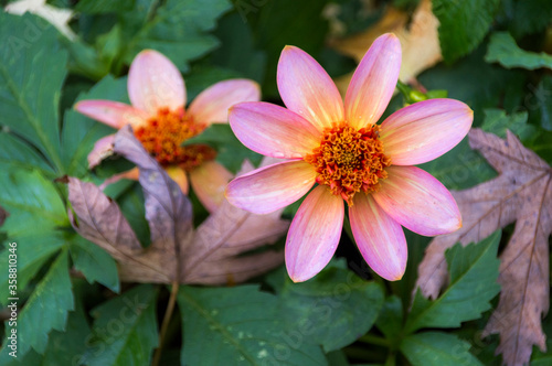 pink flower in the garden