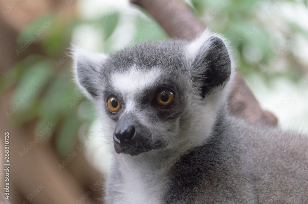 Obraz premium portrait of a Ring-Tailed Lemur (Lemur Catta)