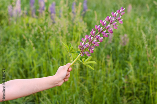 Rural landscape, the child's hand holds a lupine wildflower on a grass background. Horizontal image