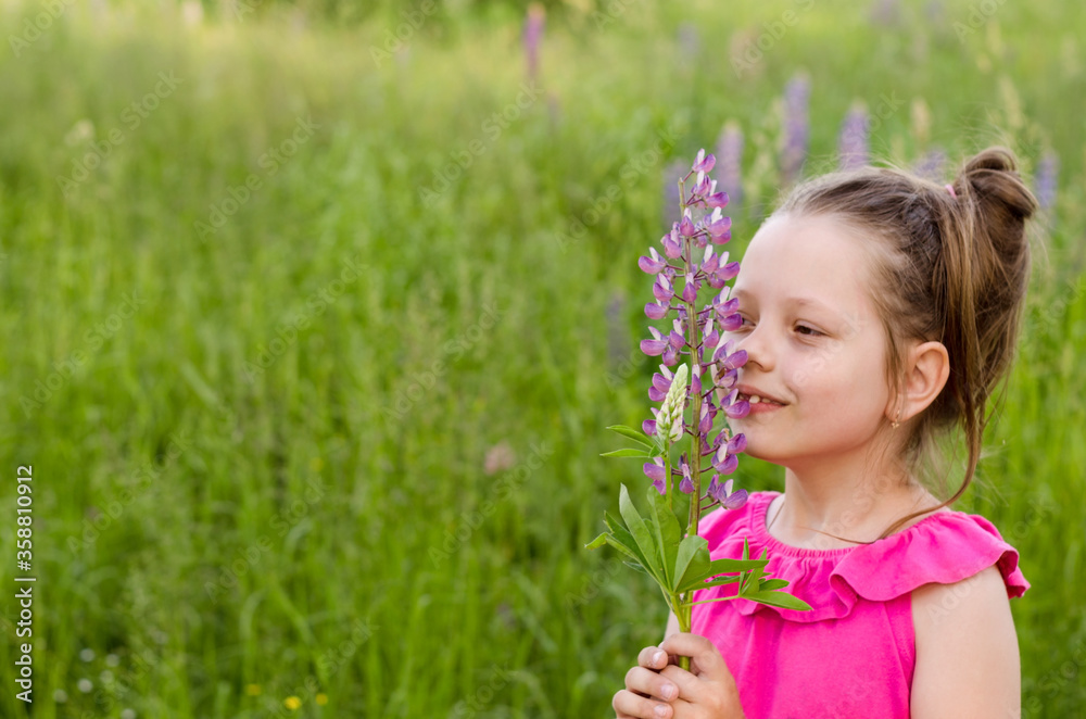 Happy child girl holding lupine wild flower in her hands and sniffing a flower. Rural landscape. Happy child girl holding lupine wild flower in her hands and sniffing a flower. Rural landscape.