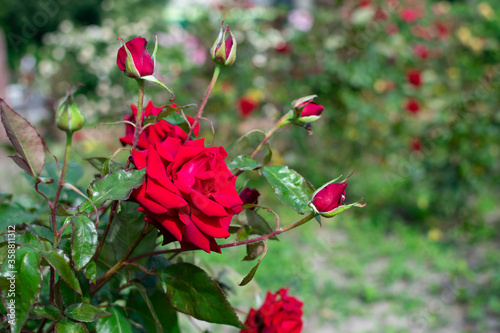 Blooming roses in the park on a natural background