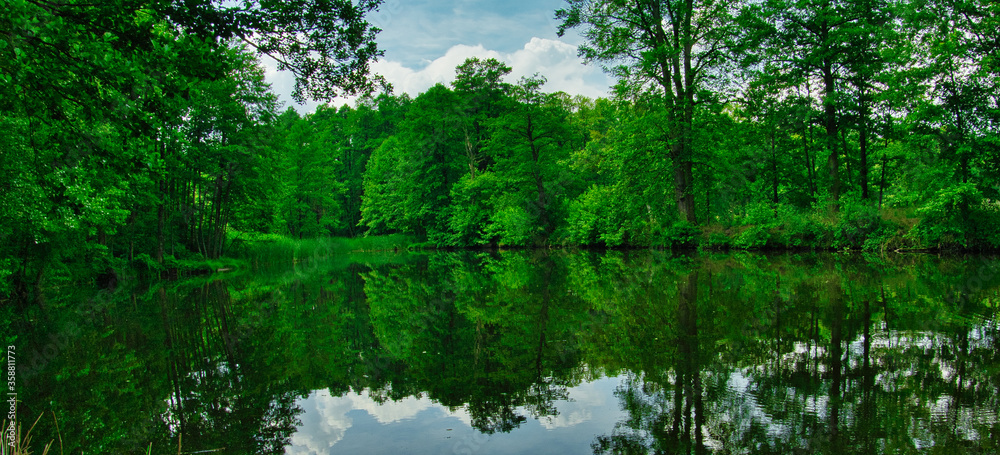 Fototapeta premium ZIELONY POROŚNIĘTY BRZEG JEZIORA