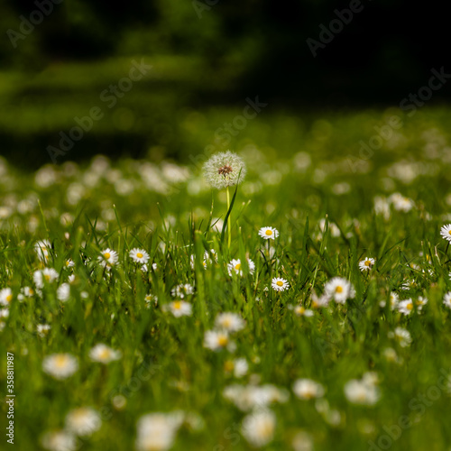 Lonely Dandelion seedhead among Daisies on the field, England, Europe 