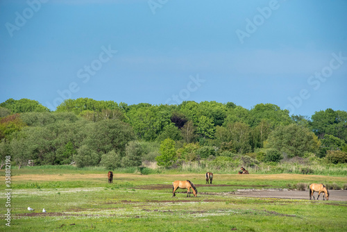 Pferde auf der Nationalparkinsel Hiddensee