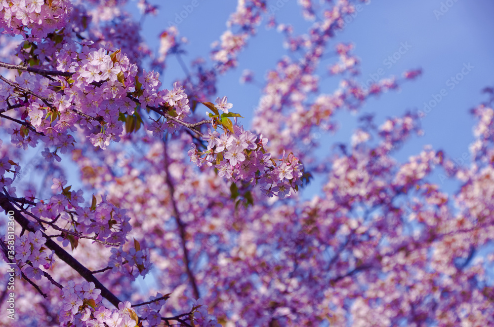 春の頃に咲く桜