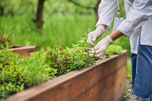 Wall Mural Woman biologist collecting seeds from plants outside