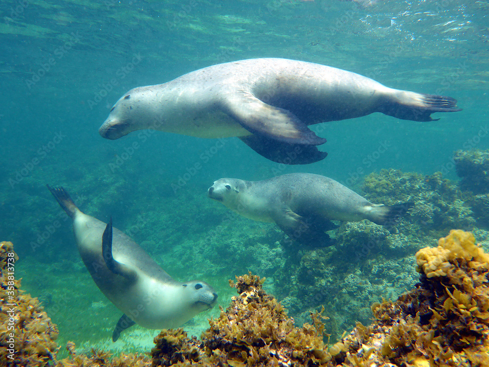 Sealions playing on over a reef in Australia Sealions playing on over a reef in Australia
