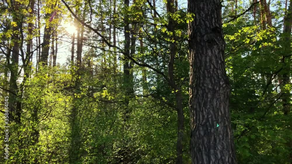 Beautiful green summer forest with pine and oak trees. Warm sunbeams illuminating the trunks and leaves. Gimbal slide shot. Beautiful green summer forest with pine and oak trees. Warm sunbeams illuminating the trunks and leaves. Gimbal slide shot.