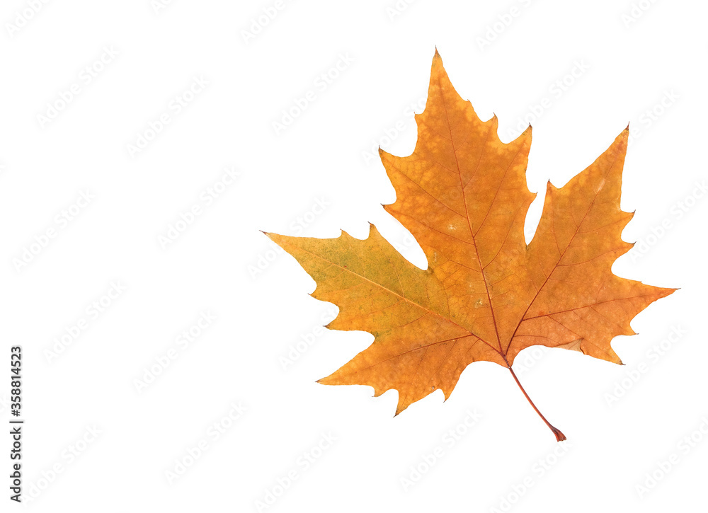 Ojas de otoño Ojas de otoño