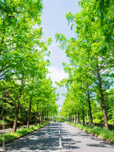 新緑イメージ　メタセコイアの並木道