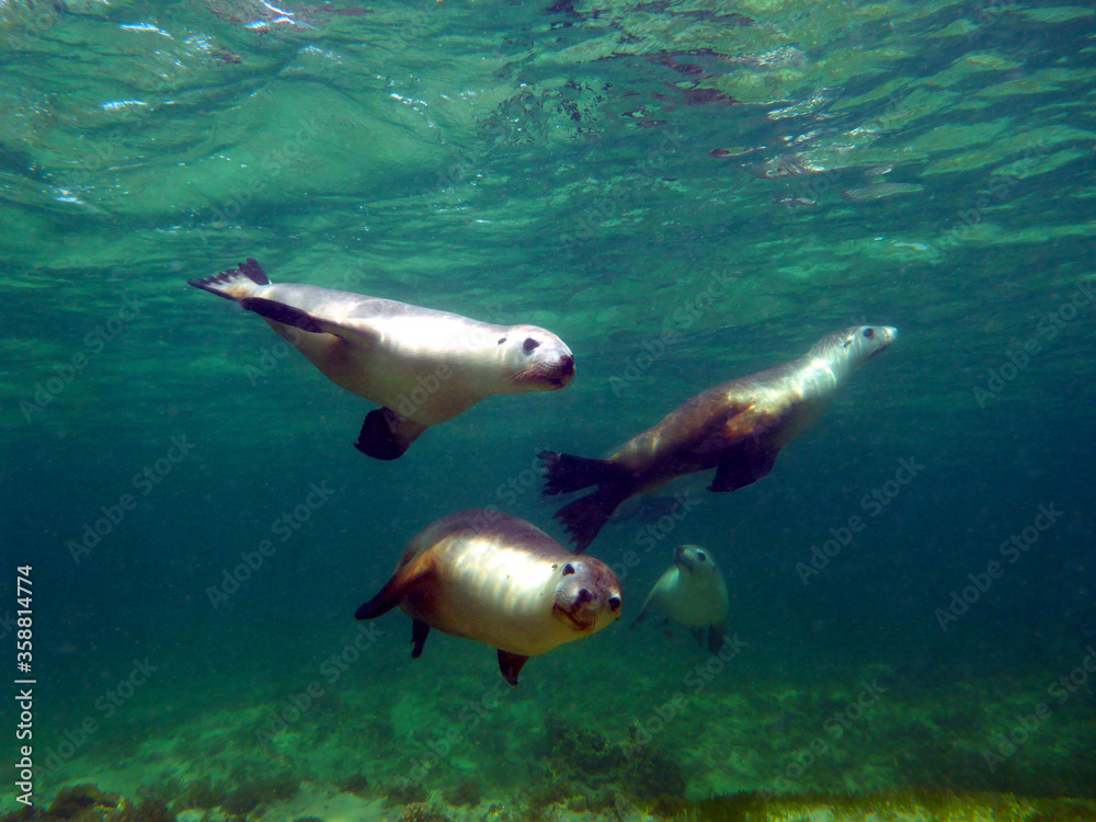 Four sealions swimming in the ocean in Australia