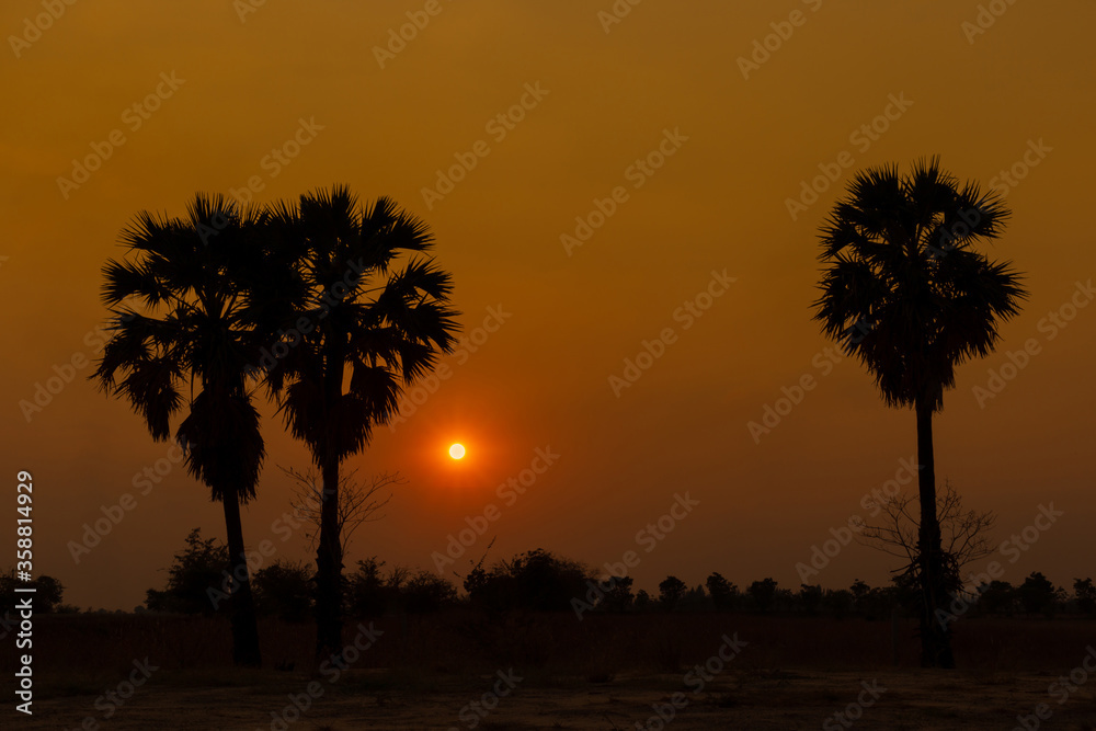 shadow of the palm tree in the countryside at sunset