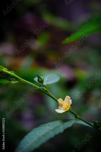yellow flower on a tree with green background 